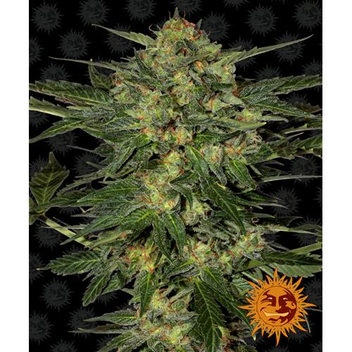 BARNEY'S FARM - LSD FEM - SPUMONI