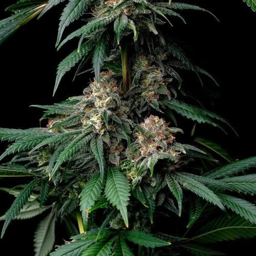 BARNEY'S FARM - MENDO BREATH - SPUMONI