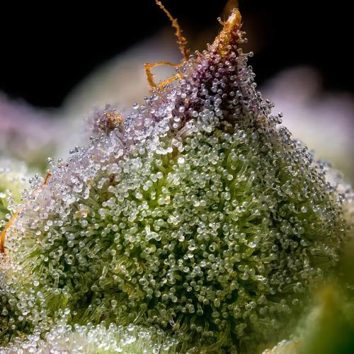 BARNEY'S FARM - MENDO BREATH - SPUMONI