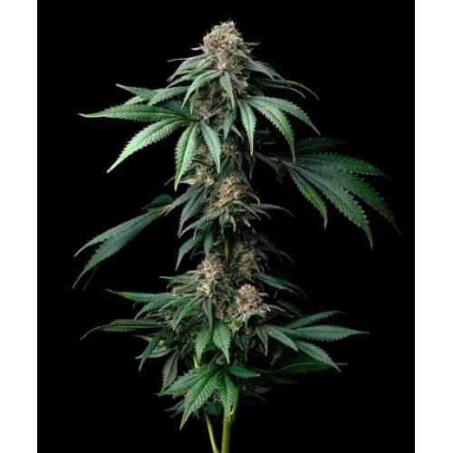 BARNEY'S FARM - MENDO BREATH - SPUMONI