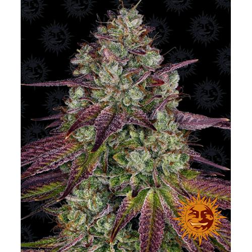 BARNEY'S FARM - MIMOSA EVO FEM - SPUMONI