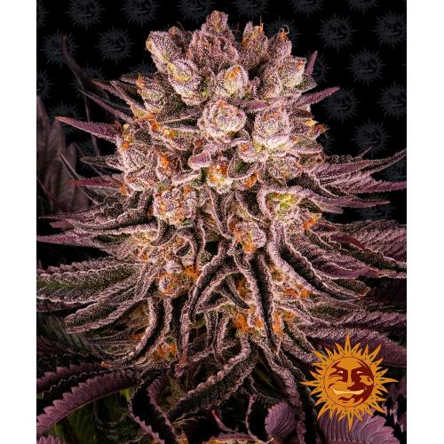 BARNEY'S FARM - MIMOSA X ORANGE PUNCH - SPUMONI