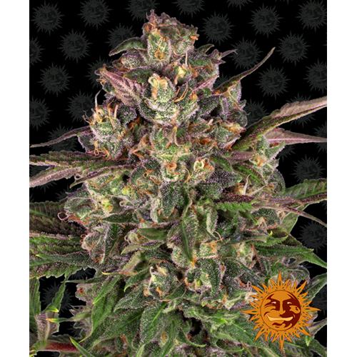 BARNEY'S FARM - PEYOTE CRITICAL FEM - SPUMONI