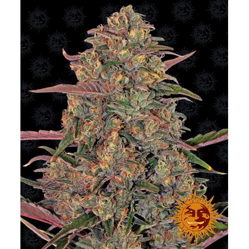 BARNEY'S FARM - PINEAPPLE CHUNK FEM - SPUMONI