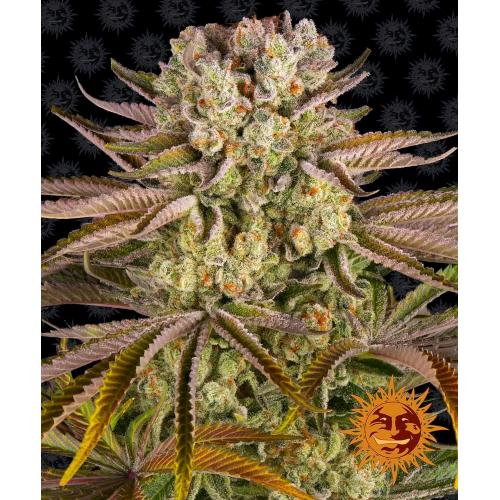 BARNEY'S FARM - PINEAPPLE EXPRESS FEM - SPUMONI