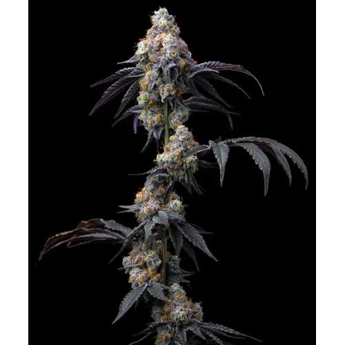 BARNEY'S FARM - RAINBOW SHERBET - SPUMONI