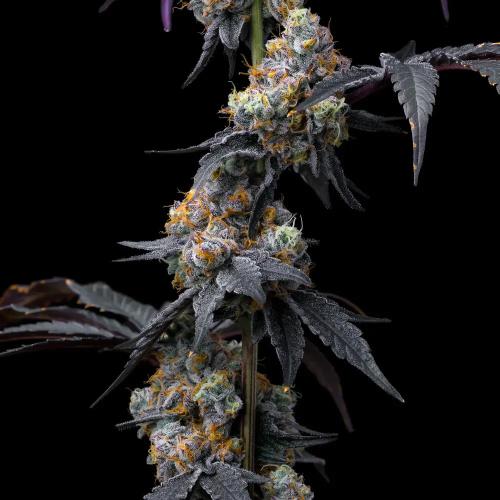 BARNEY'S FARM - RAINBOW SHERBET - SPUMONI