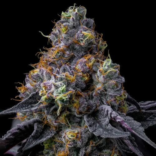BARNEY'S FARM - RAINBOW SHERBET - SPUMONI