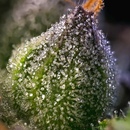 BARNEY'S FARM - RAINBOW SHERBET - SPUMONI