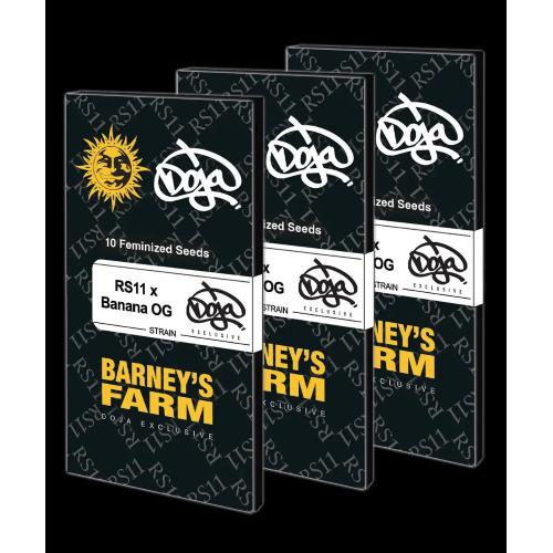 BARNEY'S FARM - RS11 X BANANA OG - DOJA EXCLUSIVE - 3 SEMI - SPUMONI