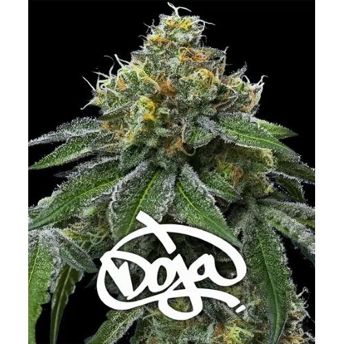 BARNEY'S FARM - RS11 X BANANA OG - DOJA EXCLUSIVE - 3 SEMI - SPUMONI