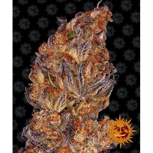 BARNEY'S FARM - RUNTZ AUTO - SPUMONI