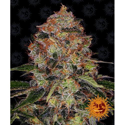 BARNEY'S FARM - SHISKABERRY FEM - SPUMONI