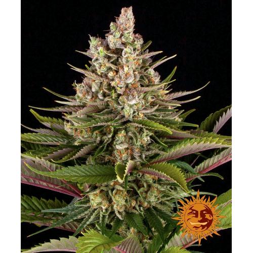 BARNEY'S FARM - SOUR STRAWBERRY FEM - SPUMONI