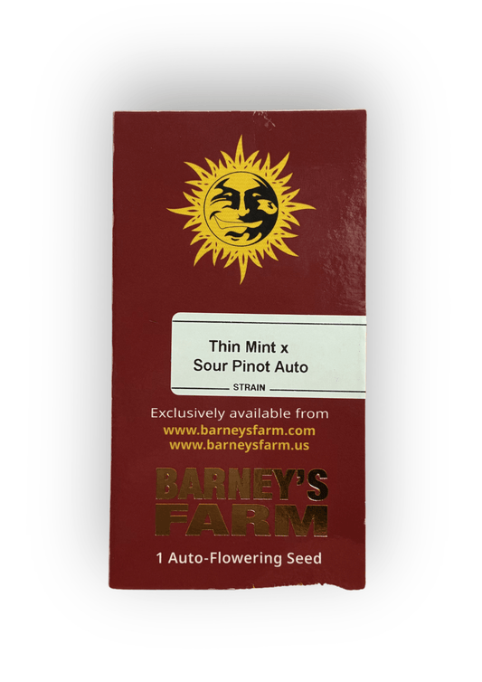 Barney’s Farm | Thin Mint X Sour Pinot Auto | Semi Autofiorenti - SPUMONI