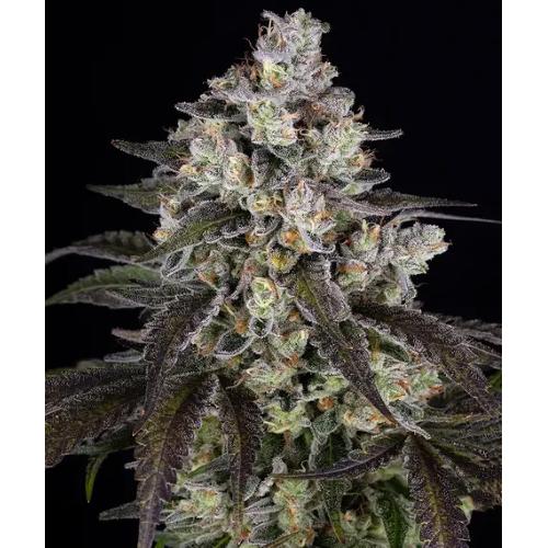 BARNEY'S FARM - TRAINWRECK - SPUMONI