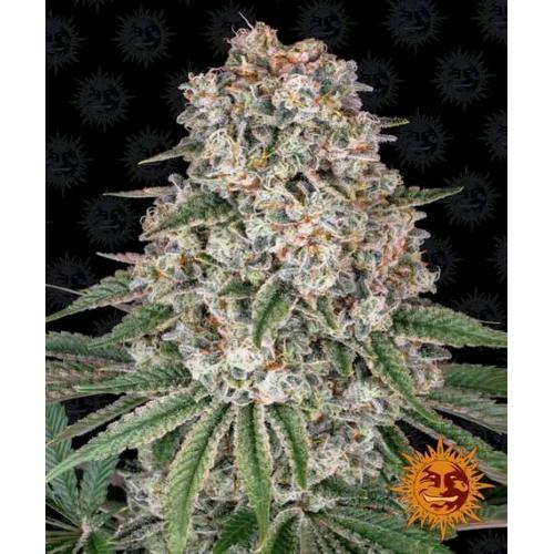 BARNEY'S FARM - TROPICANNA BANANA FEM - SPUMONI