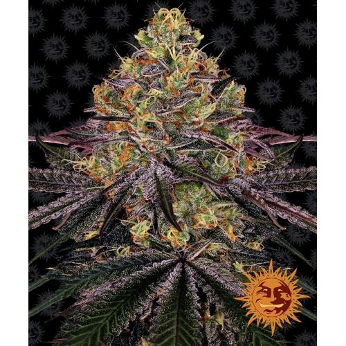 BARNEY'S FARM - WATERMELON ZKITTLEZ FEMM - SPUMONI