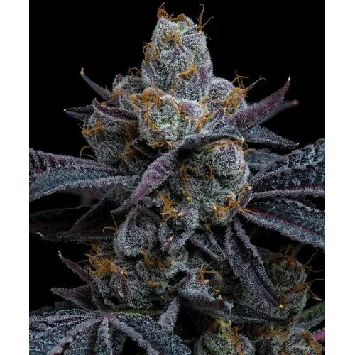 BARNEY'S FARM - WHITE RUNTZ - SPUMONI