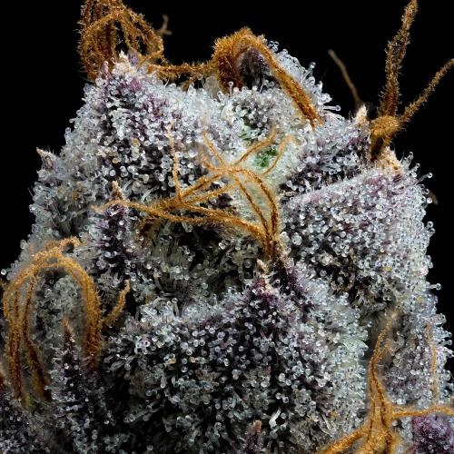 BARNEY'S FARM - WHITE RUNTZ - SPUMONI