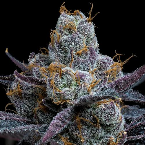 BARNEY'S FARM - WHITE RUNTZ - SPUMONI