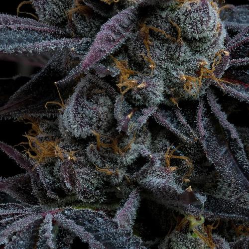 BARNEY'S FARM - WHITE RUNTZ - SPUMONI