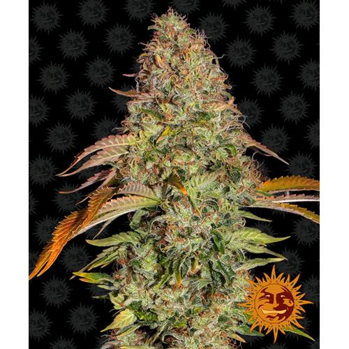 BARNEY'S FARM - ZKITTLEZ OG AUTO AUTOFIORENTE - SPUMONI