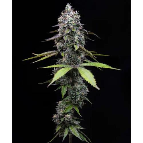 BARNEY'S FARM - ZOAP - SPUMONI
