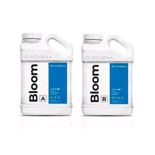 BLOOM A+B - SPUMONI